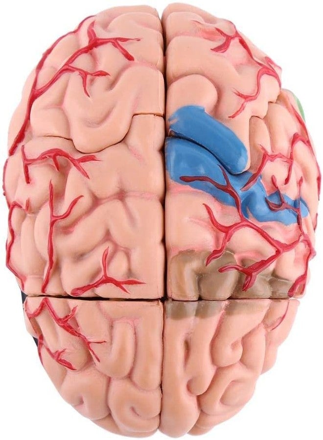 ISKO® Human Brain Fiber Glass Model in 4 Parts with magnets For Teaching Anatomy of Brain for Science Classroom Study - Image 2